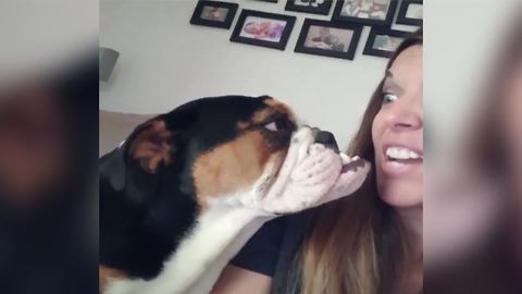 "Cute Bulldog Whines About Watching TV"