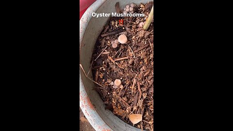 Oyster mushrooms I grow in the mulch of my garden