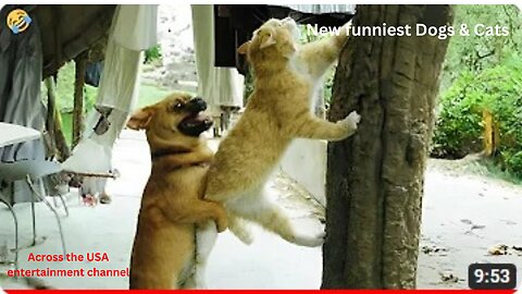 FUNNY CATS and DOGS 🐱🐶 Clumsy Mom Cats 🙃 Talking Cats 😹 New Funniest Animals Videos 2023 😂