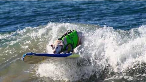 Surfing dog makes skillful recovery to avoid wipe out