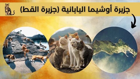 معلومات عن جزيرة القطط - Cats Island