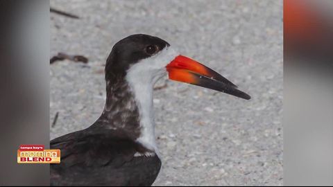 The Morning Blend discusses an event in the Bay that highlights all the great birds in Florida