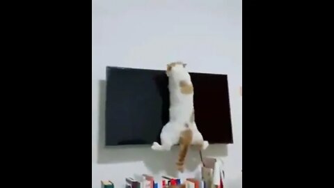 Cute Cat In Brutal Situation! 🤣 #UbertainmentFun #Shorts #ytshorts #Dogs #Animals #Fun