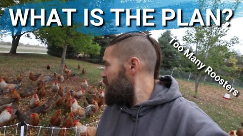 Update on Bielefelder Chickens | Big Red Broilers | Mobile Coop Build