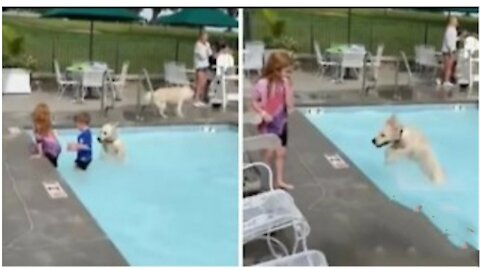 Happy pup is absolutely ecstatic for first pool party