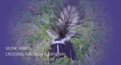 Skunk family