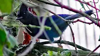 IECV NV #179 - 👀 Quick Clip Of A Stellar's Jay In The Tree 11-2-2015