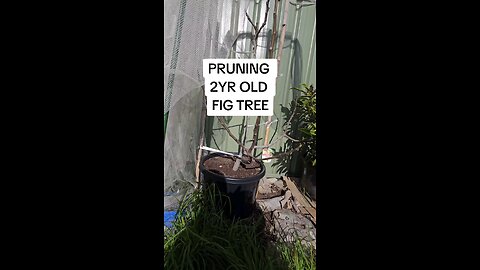 pruning 2yr old fig tree