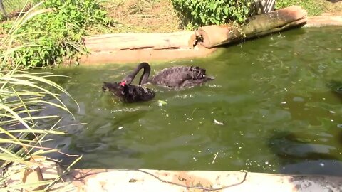 Australian Black Swan Adult Behavior, Animals gone wild.