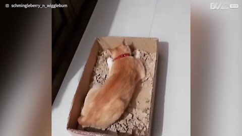 Cat has a blast in cardboard box