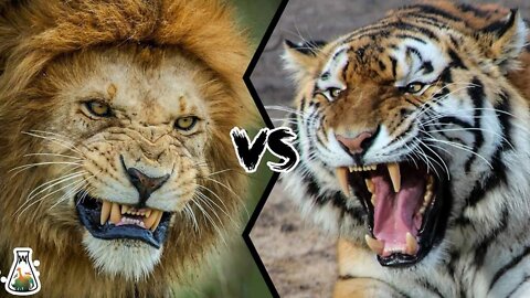 AGGRESSIVE FIGHT BETWEEN LION AND TIGER | WHO WILL WIN?