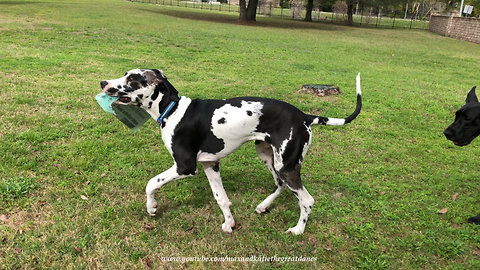 Great Danes have fun delivering the newspaper