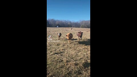 Happy cows and calves.