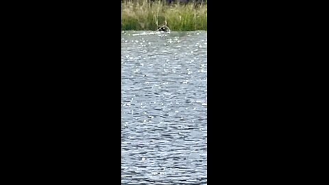 Part 2: Standard Poodle tracks deer to edge of river. The buck swims away.