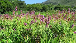 SOUTH AFRICA - Cape Town - Kirstenbosch National Botanical Garden (Video) (k45)