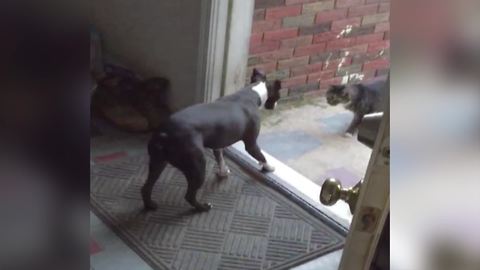 Unlikely Friendship Between A Dog And A Cat