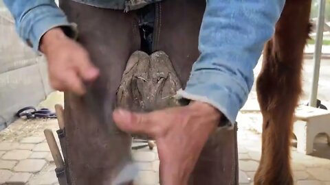 The Longest Hoof I've EVER Trimmed - Hoof Restoration - Farrier ASMR-2