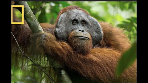 A Rare look at the secret life of orangutans/short films