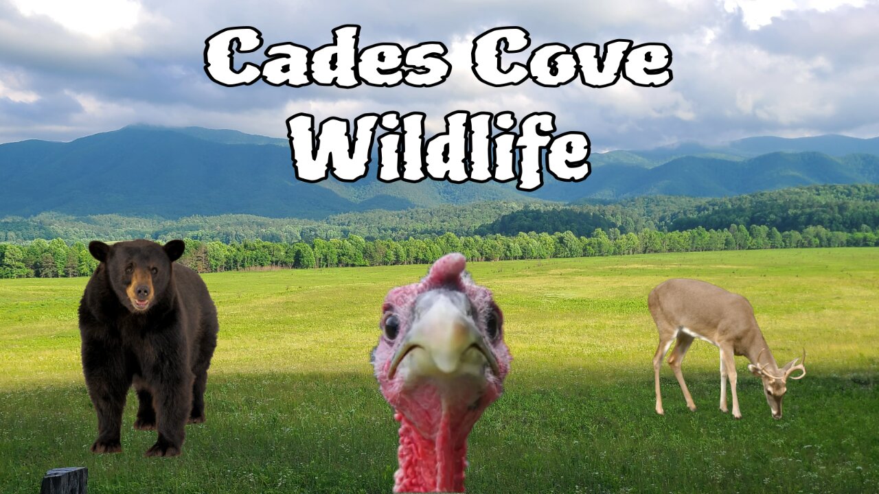 Wildlife in Cades Cove - Great Smoky Mountains