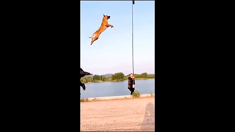 Dogs That Fly - Malinois & Alsatian Dogs Show Their Jumping Agility #Shorts