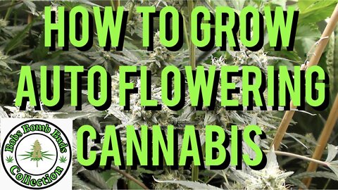 AUTO FLOWERS, How To Grow Auto Flowering Cannabis. Skywalker & Revolver Strains