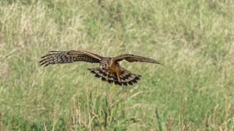 Hovering Harrier, 74-Shot Frame Animation, Sony A1/Sony Alpha 1, 4k