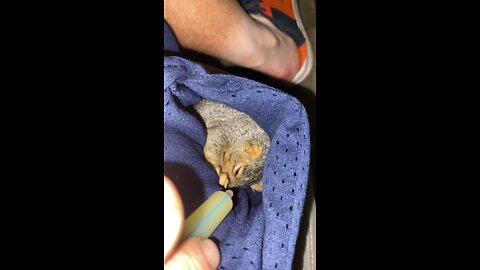 Feeding squirrel in my pocket