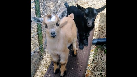 Cute Pygmy Goats loving some sweet feed.