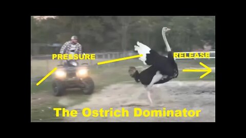 Introducing The Ostrich Dominator - Using A Fishing Rod For Pressure & Release