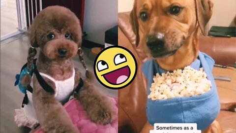 Funny Dogs🐶Best Dog Video, dog of tik tok🎥😂