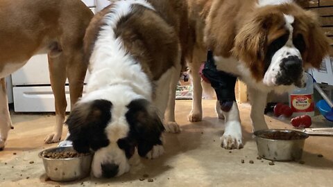 Dogs make a mess at dinner time- Great Dane and St. Bernard