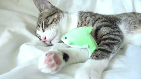 The Cute Sleepy Cat ASMR