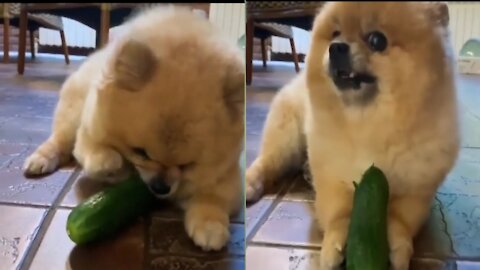 A beautiful little puppy eating a cucumber