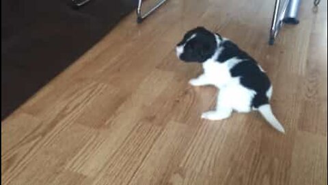 Puppy tries to stand on slippery floor