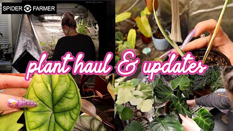 Houseplant Haul & New Random Variegation In My Spider Farm Grow Tent