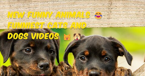 New Funny Animals 😂 Funniest Cats and Dogs Videos 😺🐶