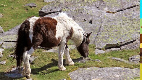 Little Horse aged 5 days