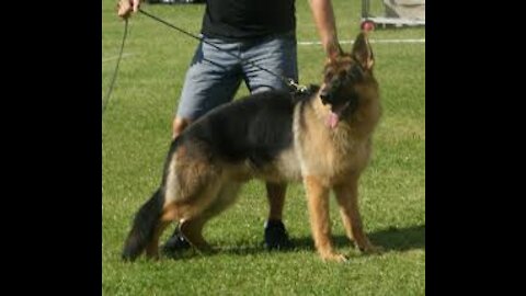 German Shepherd with Aggression Issues - German Shepherd Dog Trainers