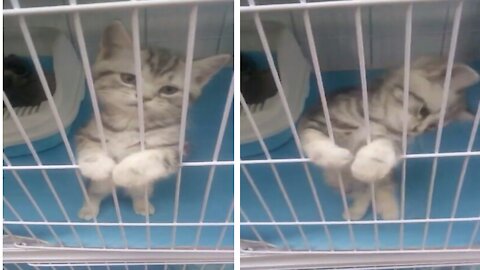 Cute Cat wants to escape from Kittens prison