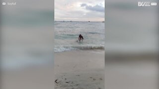 Ce chien est meilleur que vous au skimboard!