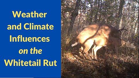 Can weather and climate influence the whitetail deer rut?