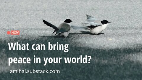 What can bring peace in your world? | amihai.substack.com | Art of Now