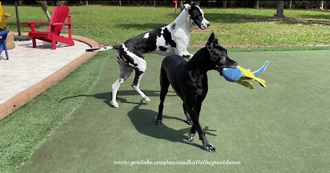 Happy Smiling Great Danes Love To Take Their Toys Out To Play