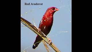 Red Avadavat bird video