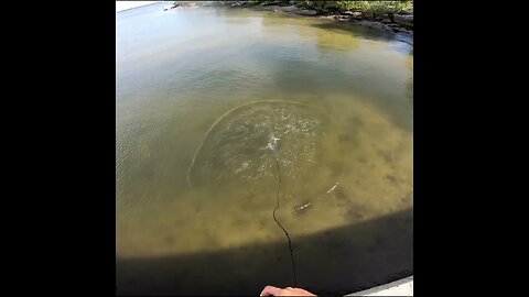 cast net in tampa bay