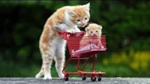 3 Baby cat playing in outdoor.