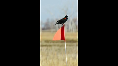 God Sees Even The Redwing Blackbird