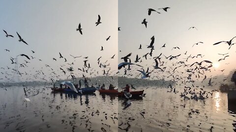 Massive Bird Swarms Cover Entire Lake When Bird Feeder Is Filled