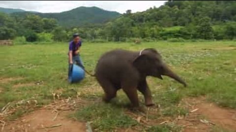 Avete mai sentito la risata di un elefante?