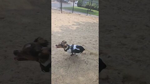 Meredith (6 month old puppy, French Brittany) having fun in the dog park!